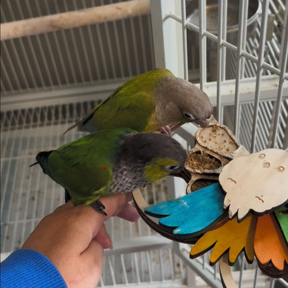 Foraging Toys For Birds